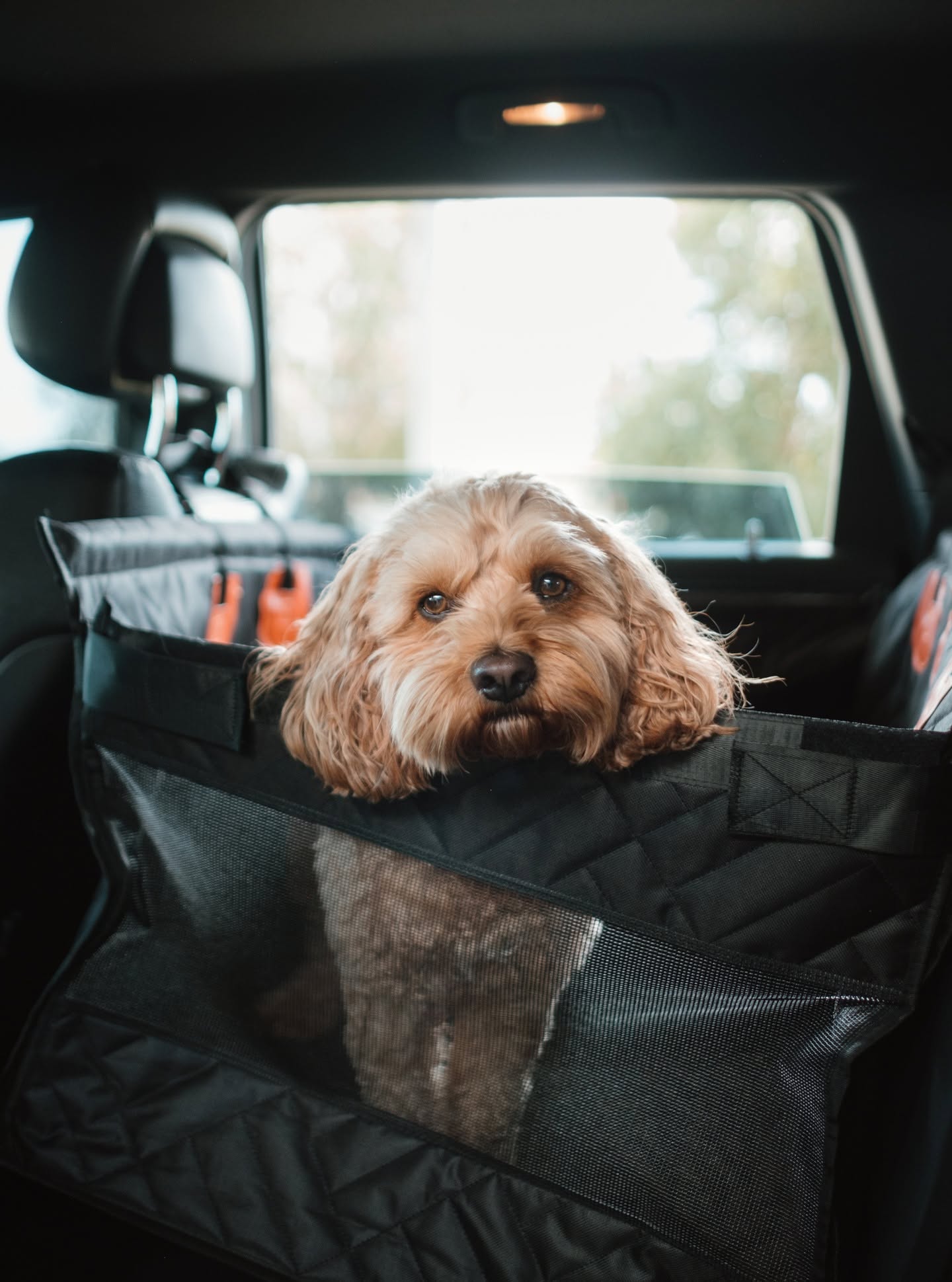 Pet Car Seat Protector — Non-Slip & Waterproof