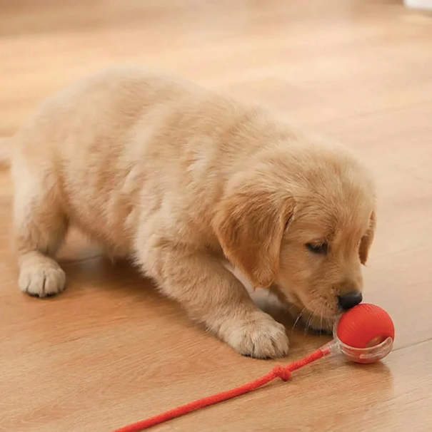 Self-Moving Dog Toy Ball — Smart Auto-Rotating with Feather Tail